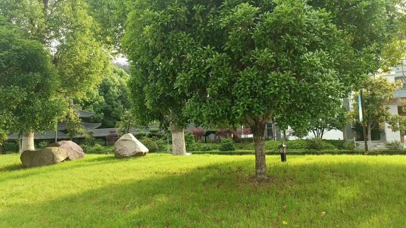 成都苗木种植技术：因地制宜的种植技巧解析
