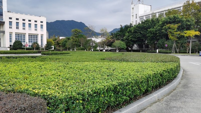 苗木种植报价单揭秘：哪些项目是关键？**